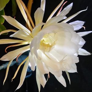 昙花一现