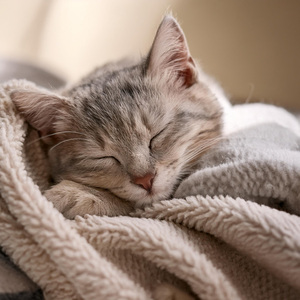 Melodías Relajantes Para Gatos