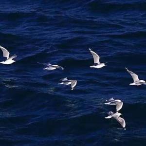 海与鲸的故事结束在那个夏天