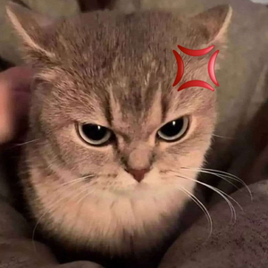 rental! (feat. pika & stylas)