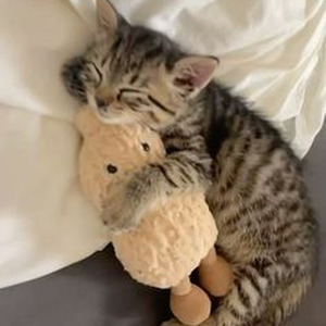 In My Garden (sped up)