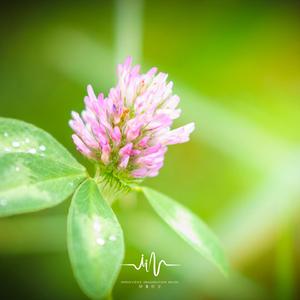 浪花颂 (深度放松)