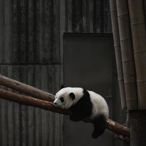 可爱的小笨笨熊