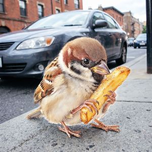Воробей и картошка фри