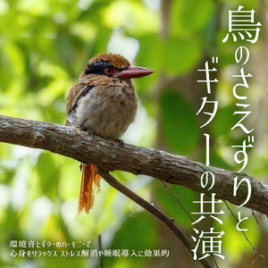 寝る前に聴きたい自然と眠くなるα波ギター 毎日の体調管理・ルーティーンに最適 (自律神経を整える睡眠用 森 鳥)