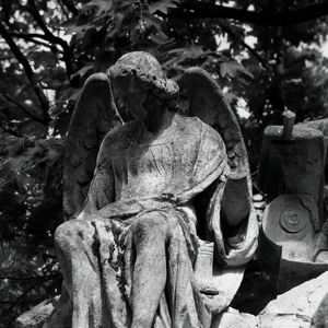 Polished To The Bone