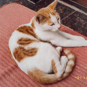 CAT（PROD BY COAT CREW)