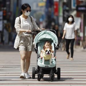 유모차에 앉아 있는 강아지