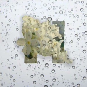 茉莉水(Jasmine water)