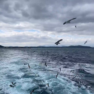 有形的翅膀（语录版）