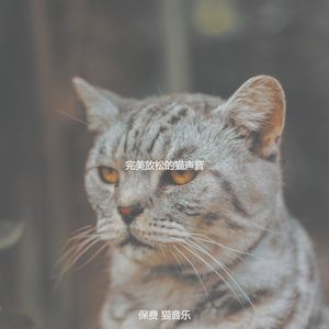 微妙的放松的猫心情