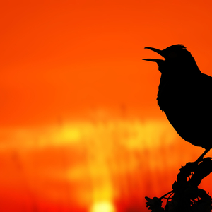 The Sound of the Song