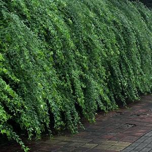 我看着你背影想开口说