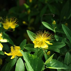 奉献给亲爱的祖国