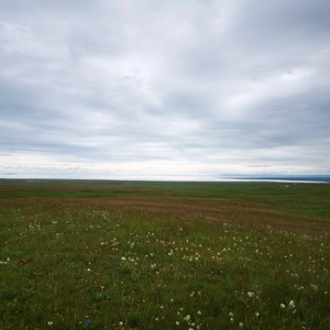 Hodoo （Cover. Urna Chahartugchi)