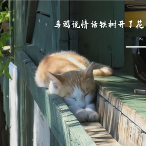 乌鸦说情话铁树开了花