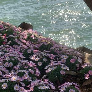 我寄人间雪一封