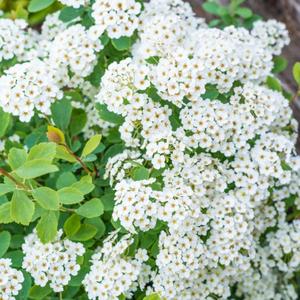 Spiraea