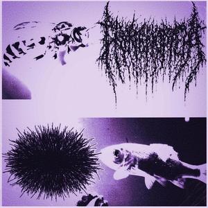 Rotted Drowned Remains (feat. Saprolegnia)