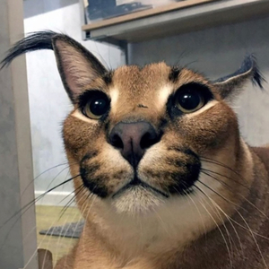 I'ma make you pump like that