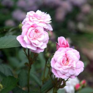 Pretty Typa Girl <3 (feat. mannyily)