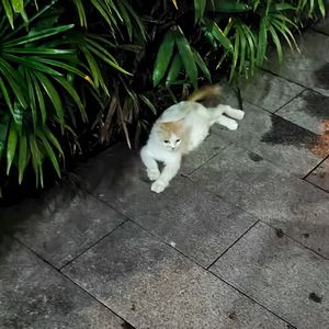 恼火freestyle demo