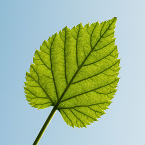 Sombras da Folha - Rap dos Hokages.