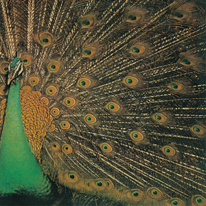 青春の影 (Remastered 2024)