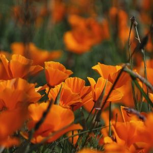 那些花儿-花开半瓣儿