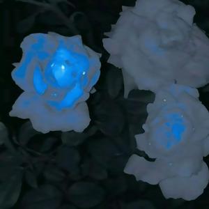 第三人称 （片段0.8x）