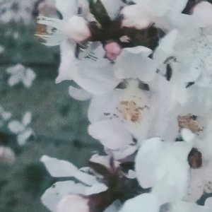 三寸天堂（女声版）