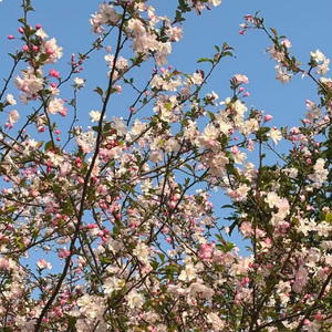 江山雪（古琴）