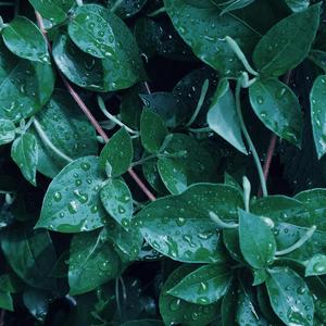 Tommorrow Never Comes