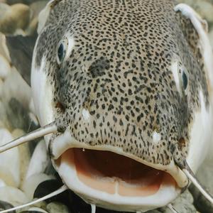 Catfish