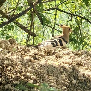 值得（词自己写的）