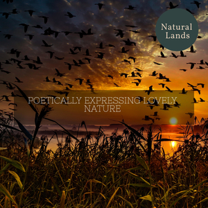 Danky Evening Forest