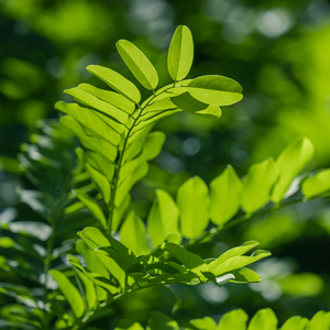 自然疗愈解压 (优美轻音乐)