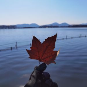 愿你如风般自由