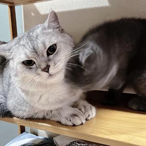 没有你的日子我要怎么办