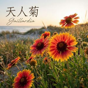 天人菊（翻唱）