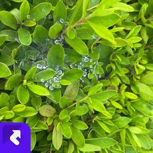 绿草鲜花 (现场)