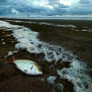 El corazón que no calla (Instrumental Version)