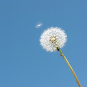 小小的翅膀大大的梦想