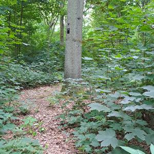 Katharinas Garden (Moviescore)