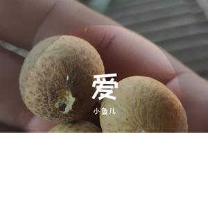 过火_小鱼儿