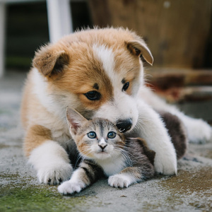 Susurros De Ronroneos Suaves