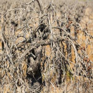 through the grape vines