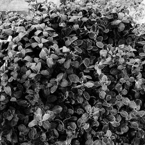 棋元奇点—毕业颂