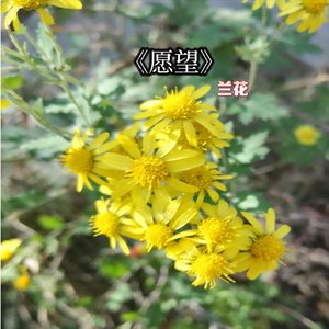 愿望
