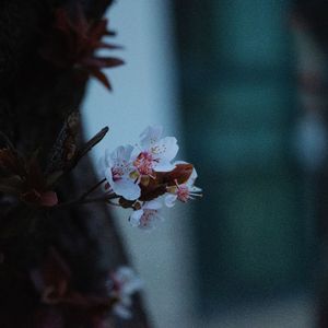 隐形人（cover：孙燕姿）